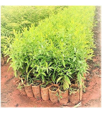 White Sandalwood Tree Seeds 350 grams